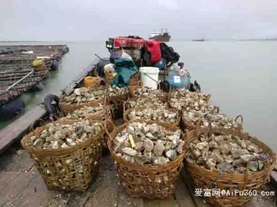 南昌生蠔批發(fā)價(jià)格與生蠔養(yǎng)殖基地日用百貨銷(xiāo)售